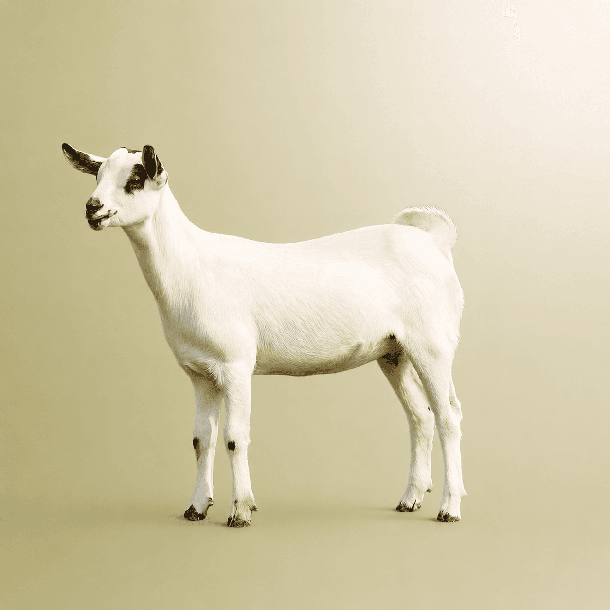 Photo of Local goat